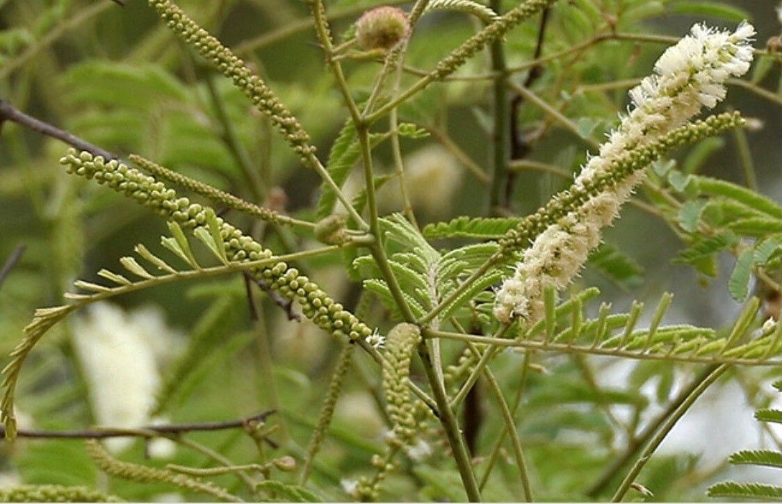 Senegalia caffra flower