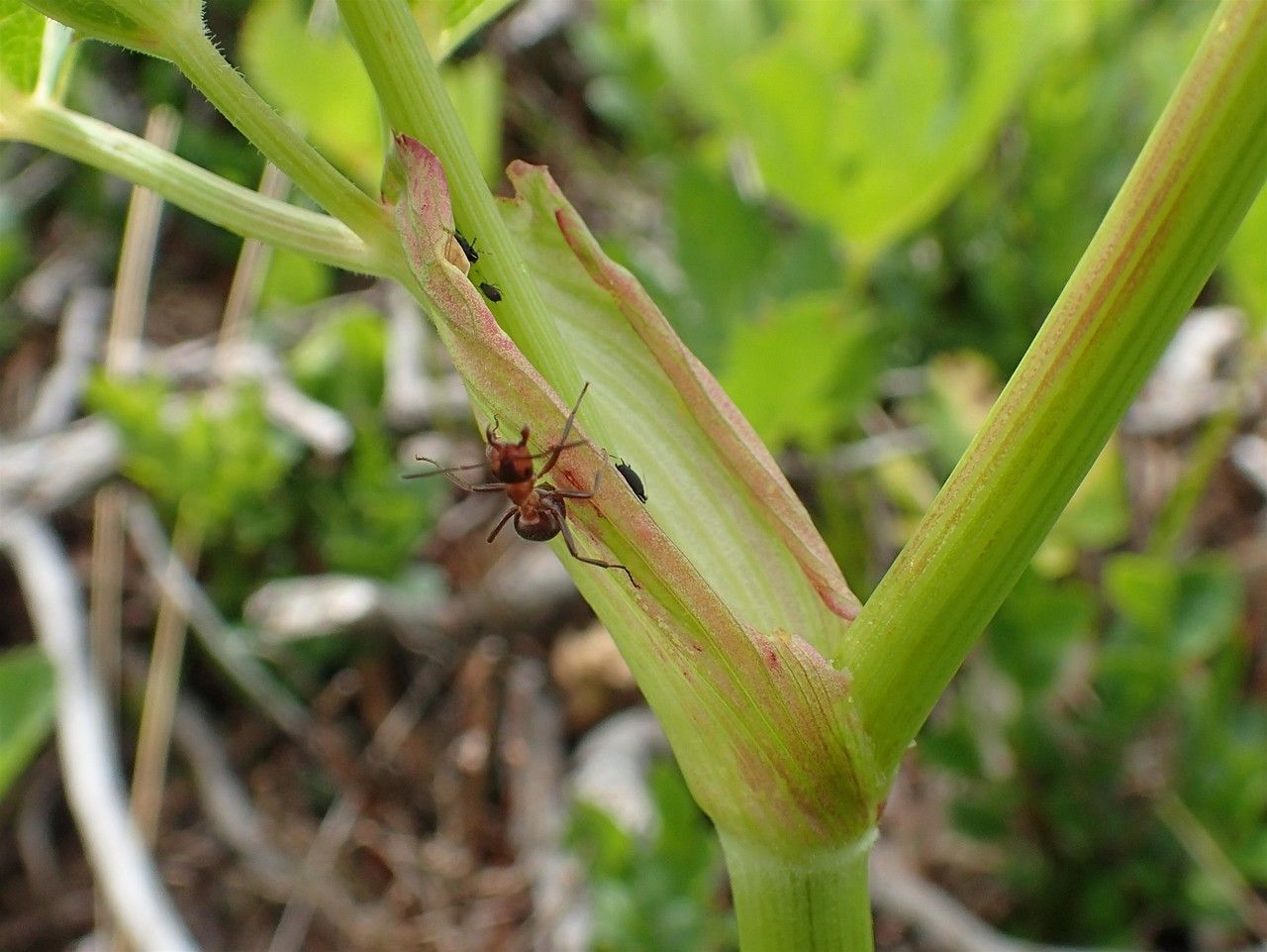 Peucedanum ostruthium bark