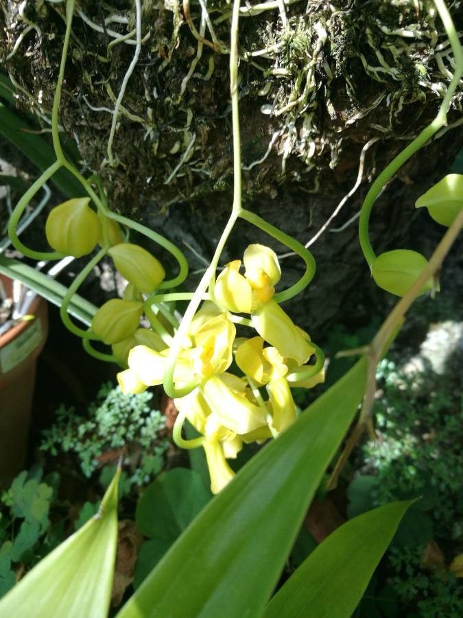 Gongora galeata flower