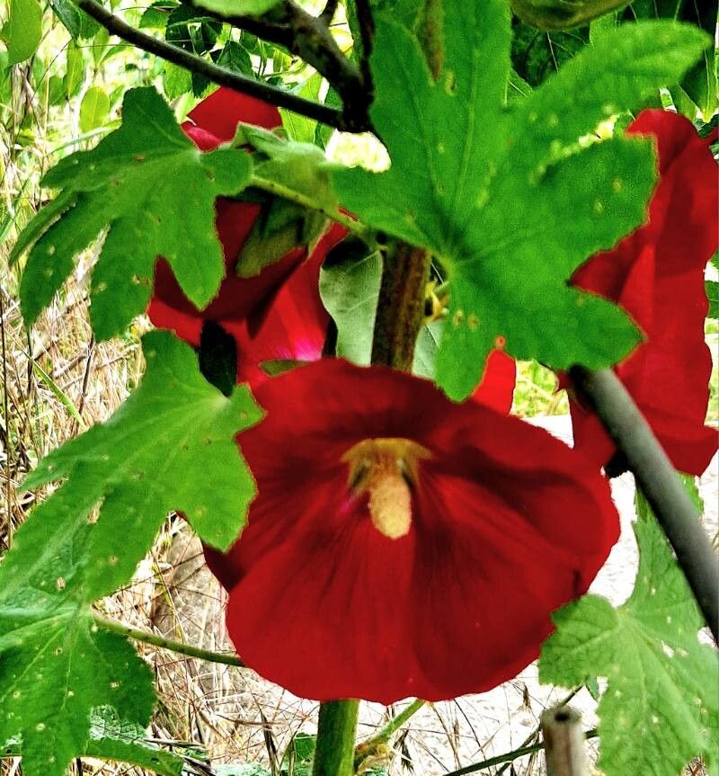 Abutilon guineense flower
