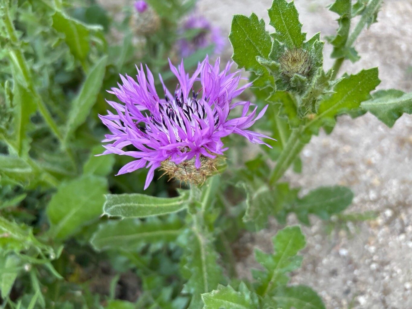 Centaurea polyacantha flower