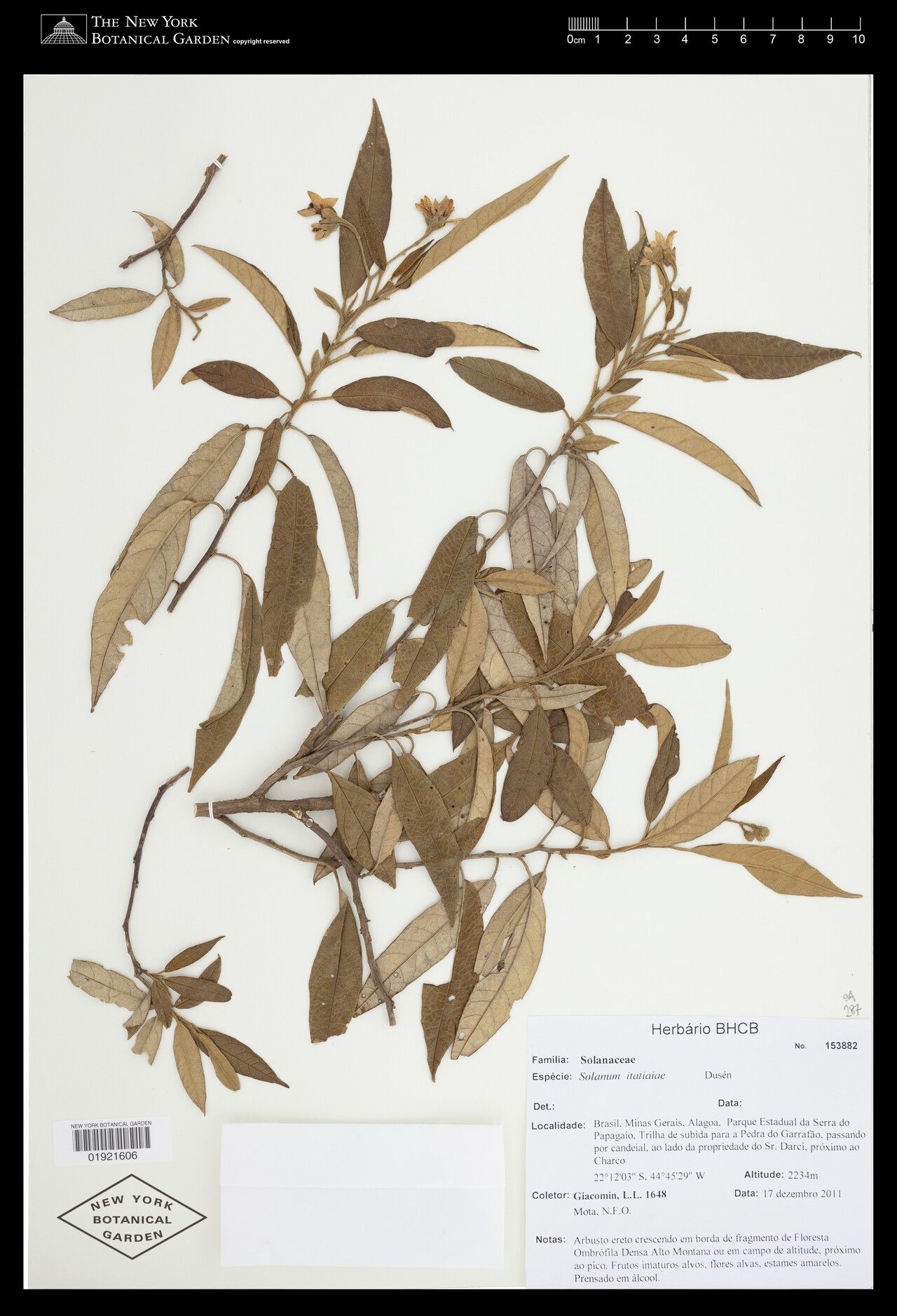 Solanum itatiaiae — houseplant care guide