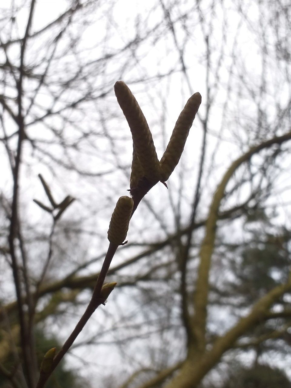 Betula medwediewii flower