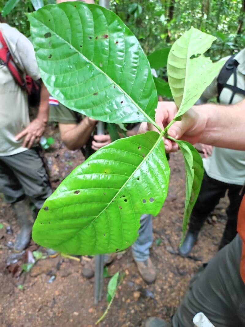 Tocoyena pittieri — search result for 'Honduras'