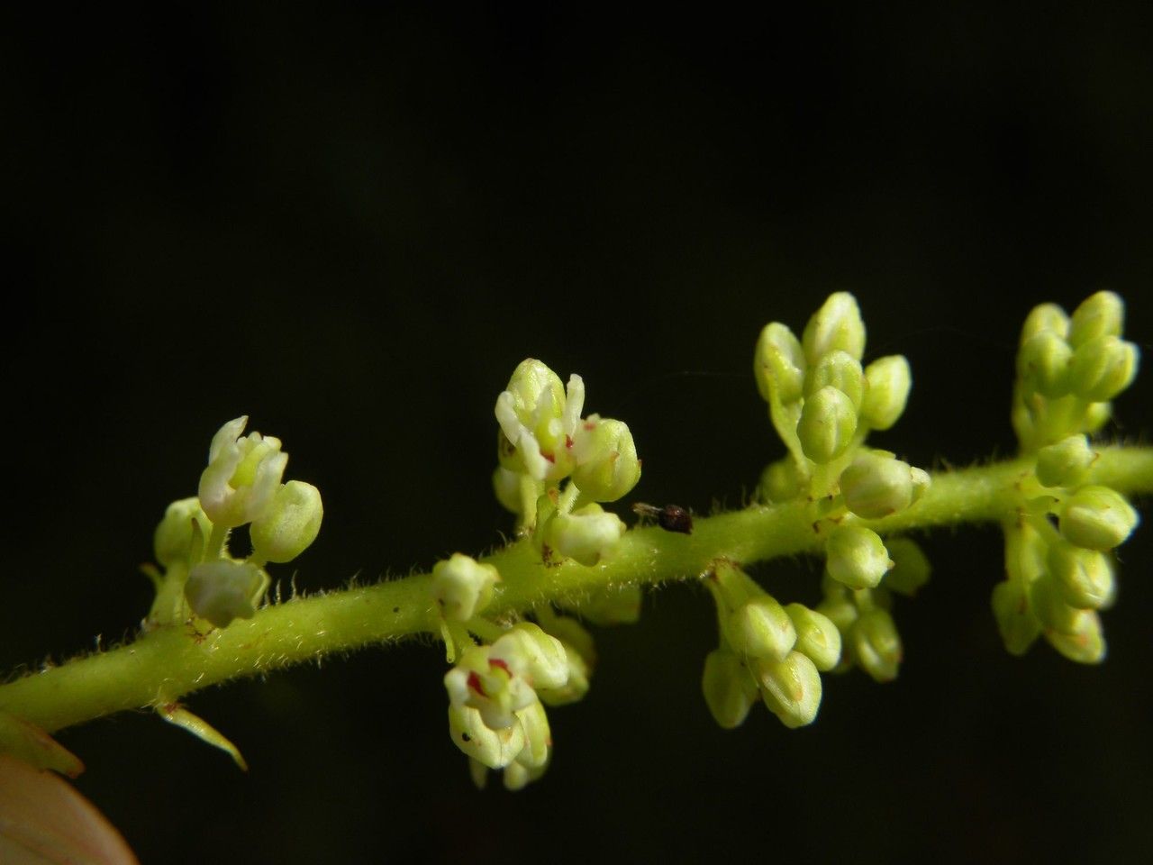 Weinmannia mauritiana flower
