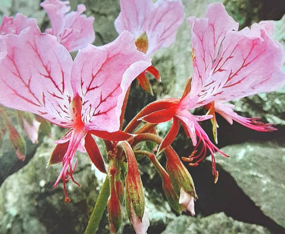 Pelargonium endlicherianum flower