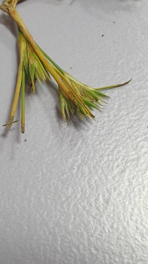 Juncus hybridus flower