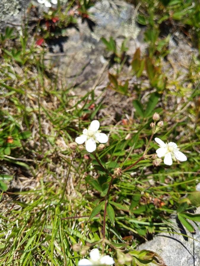 Moehringia lateriflora flower