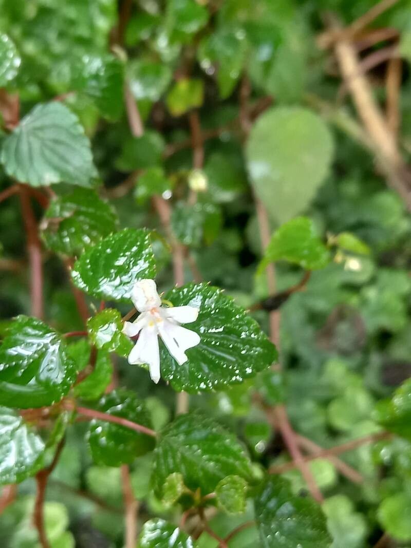 Impatiens bequaertii flower