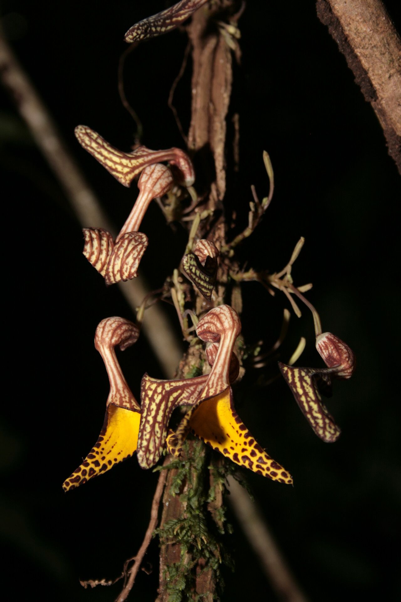 Aristolochia iquitensis flower
