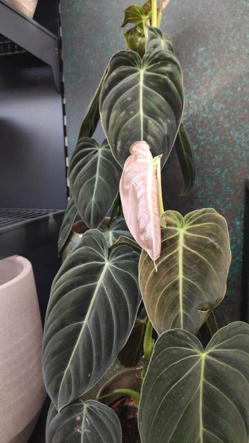 Philodendron melanochrysum habit