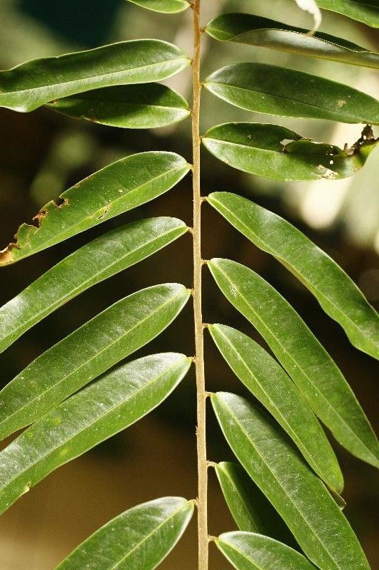 Xylopia nitida — search result for 'Annonaceae'