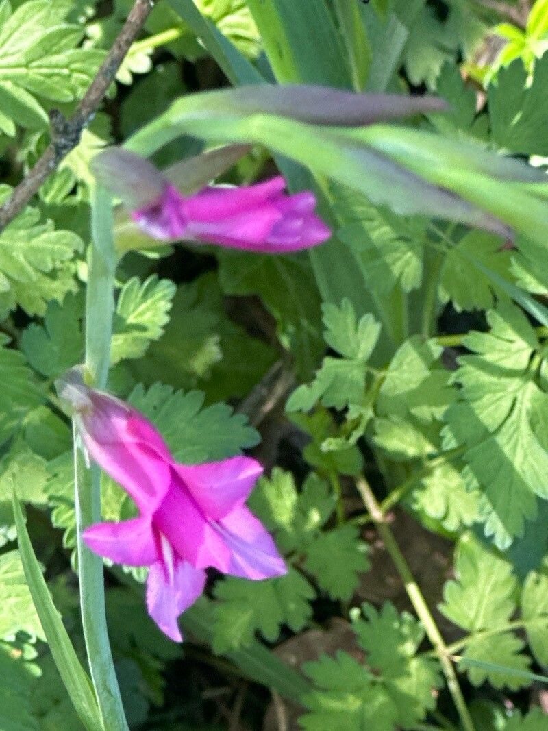 Gladiolus × byzantinus flower