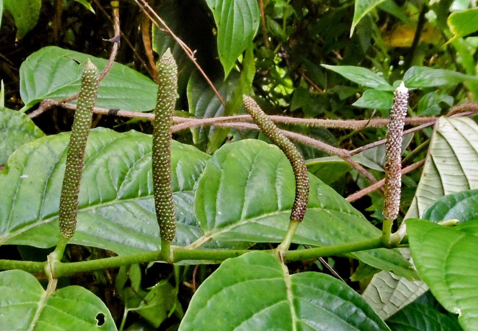 Piper glabrescens flower