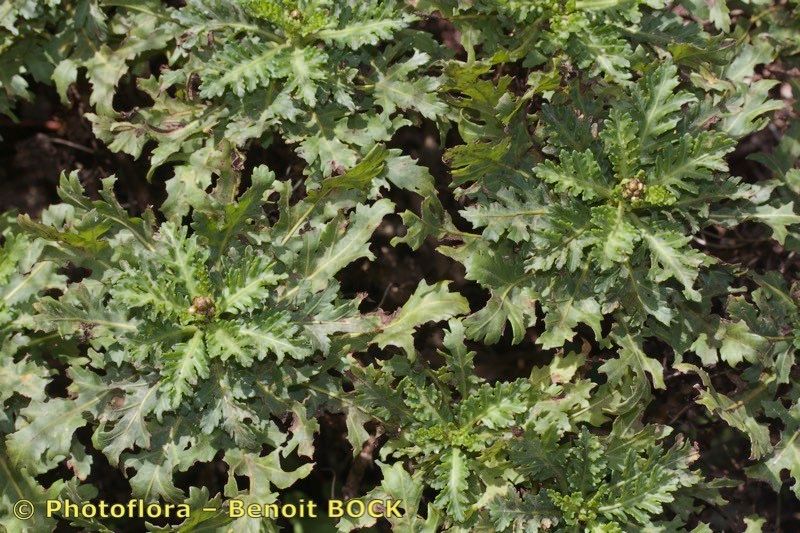 Argyranthemum winteri habit