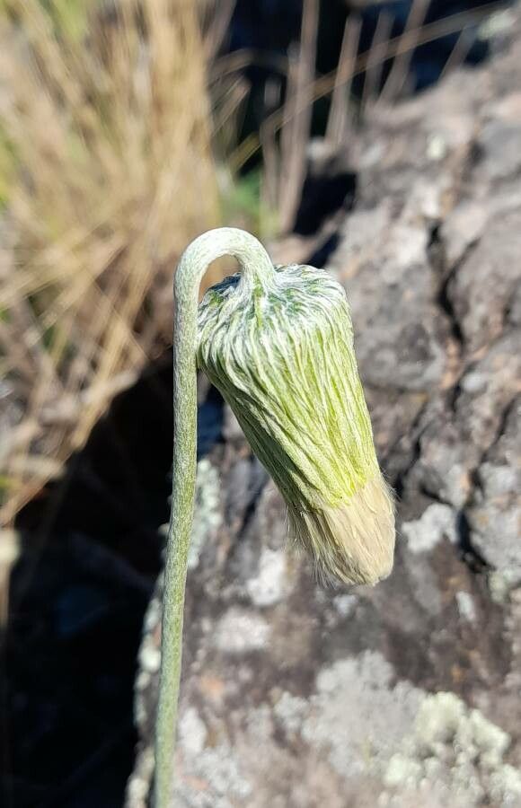 Chaptalia integerrima flower