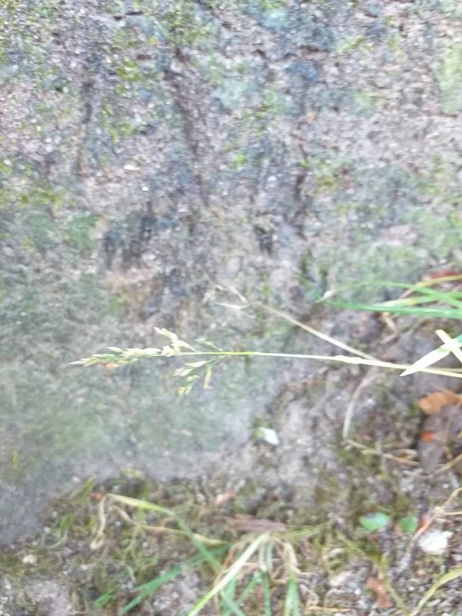 Poa compressa flower