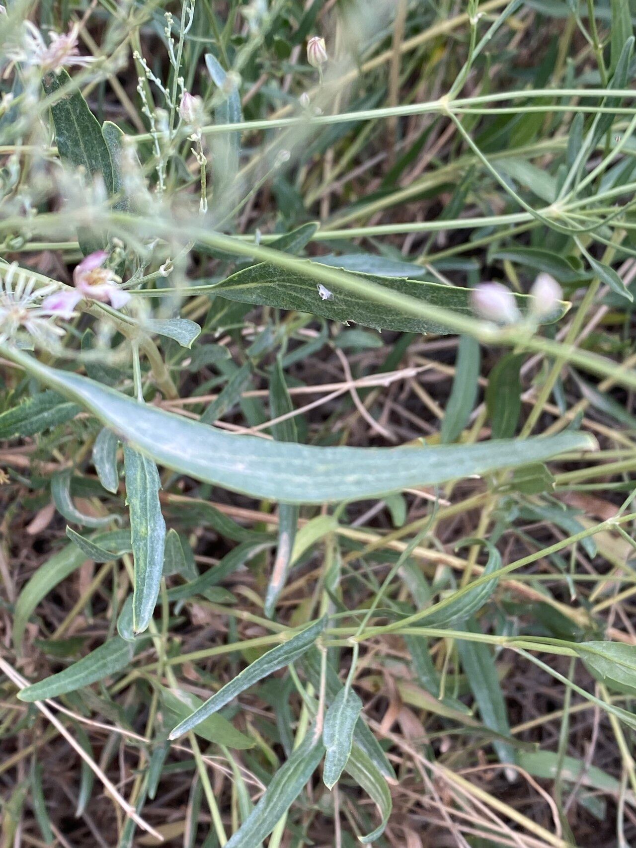 Clematis orientalis — search result for 'Clematis'