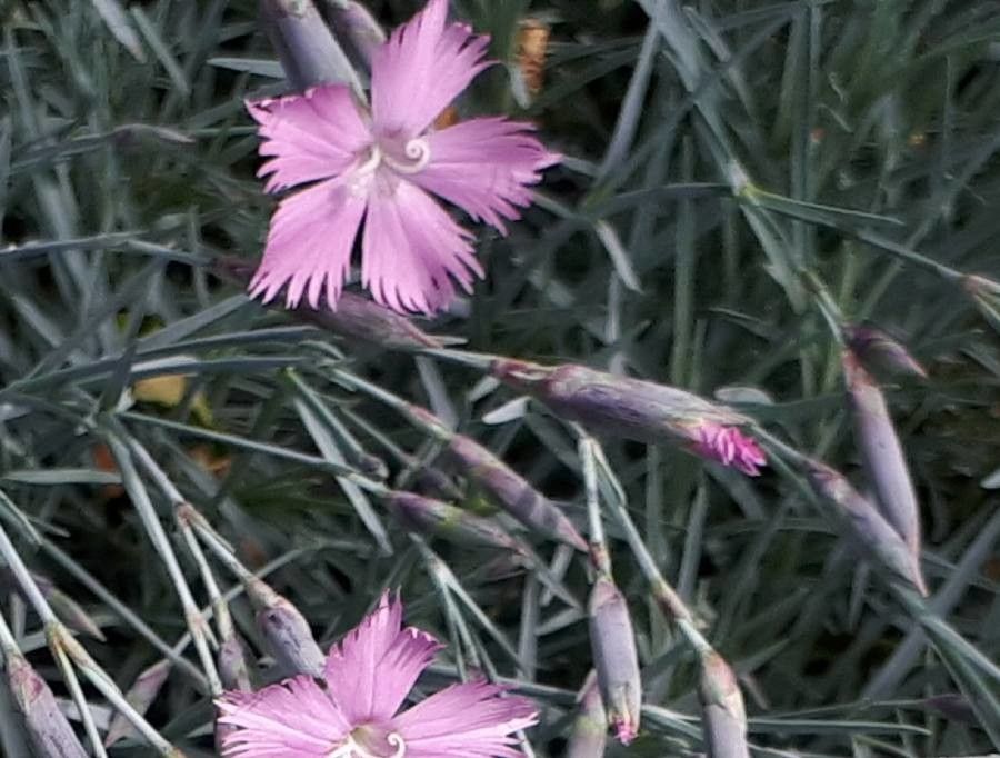 Dianthus tianschanicus — houseplant care guide