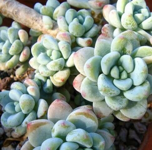 Sedum macdougallii — houseplant care guide
