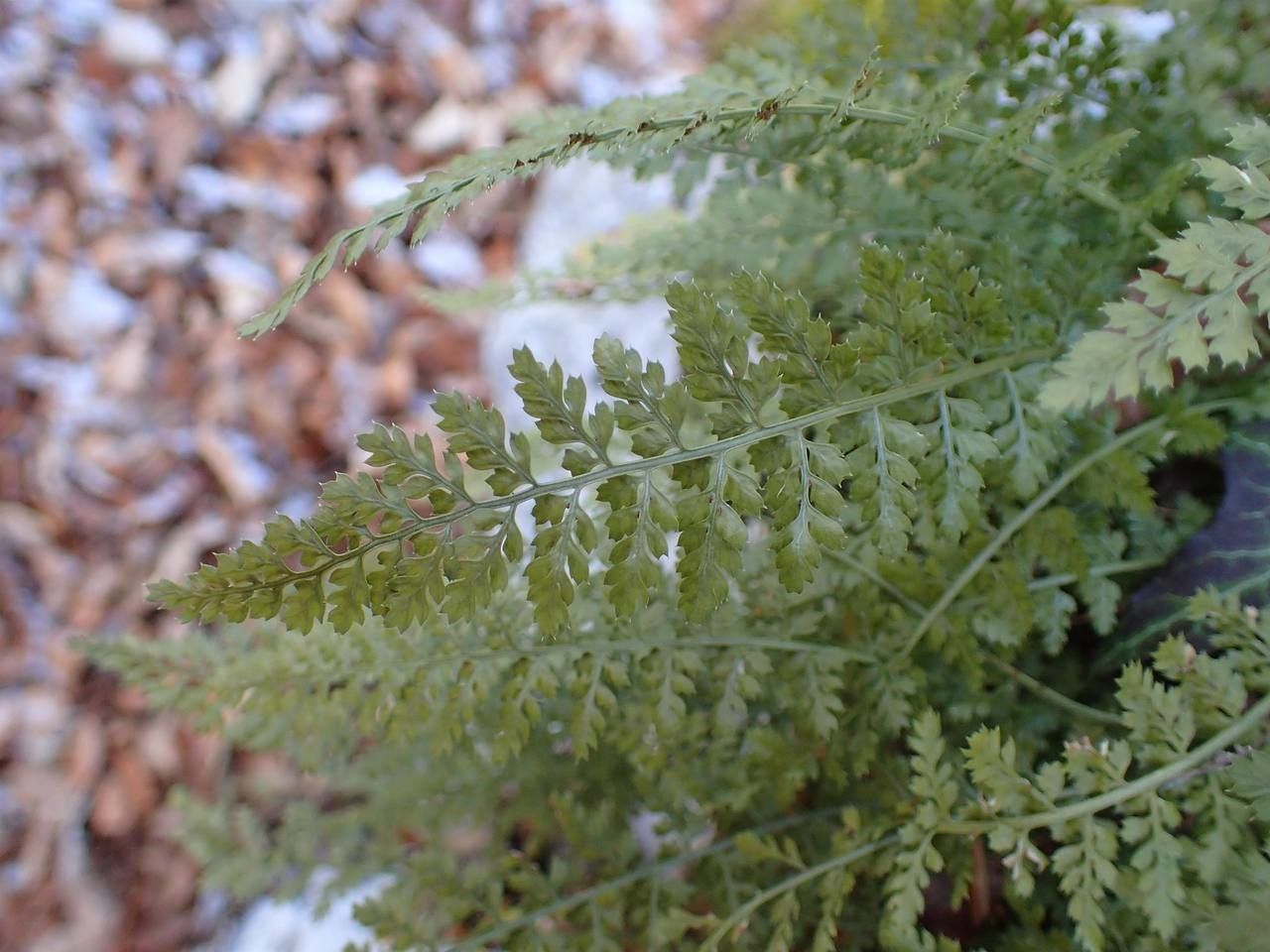 Asplenium exiguum habit