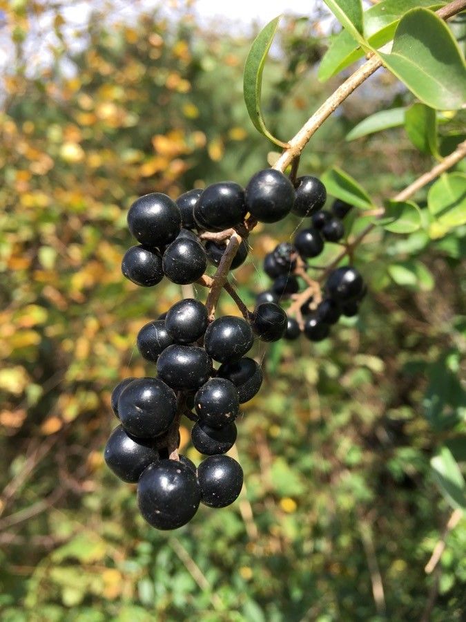 Ximenia caffra fruit