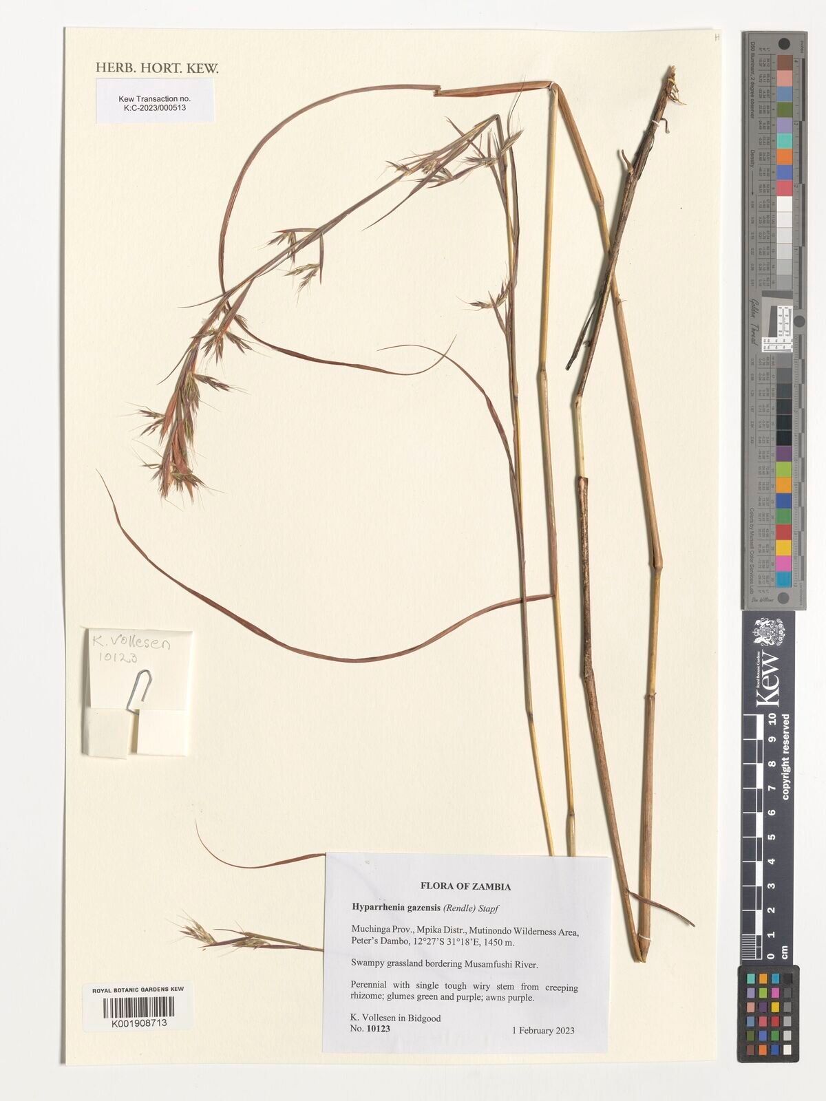 Hyparrhenia gazensis — houseplant care guide