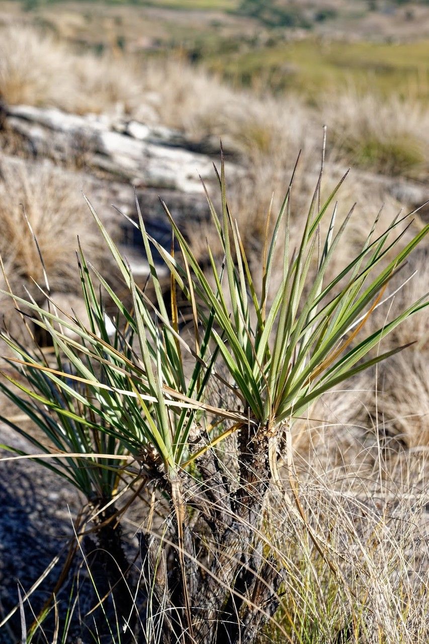 Xerophyta dasylirioides — related species from the same genus