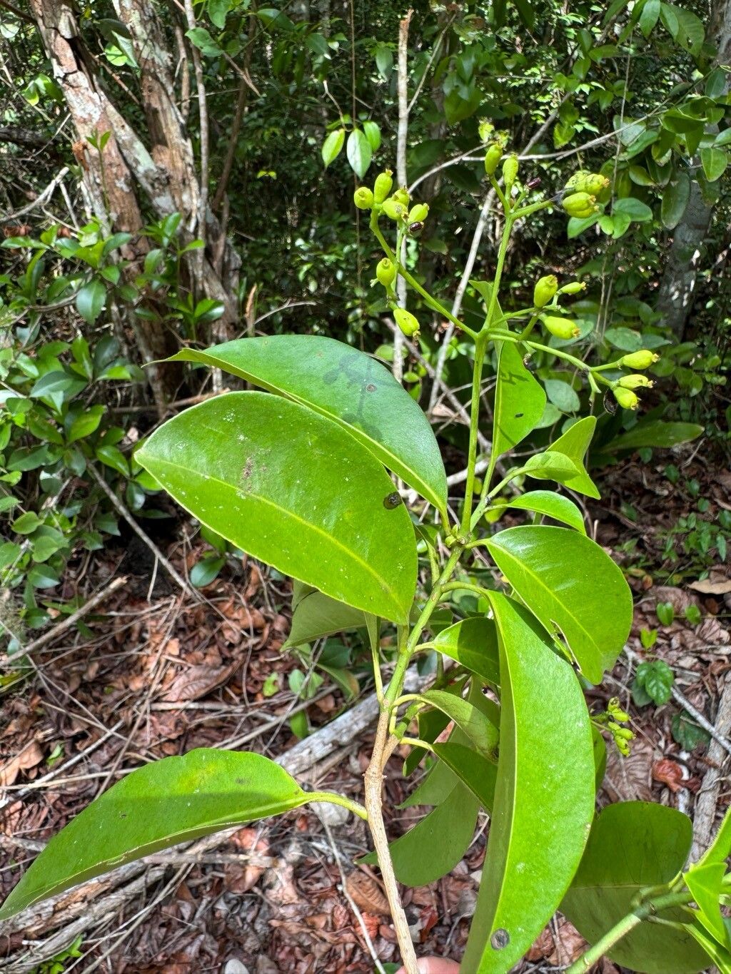 Guapira cuneifolia leaf