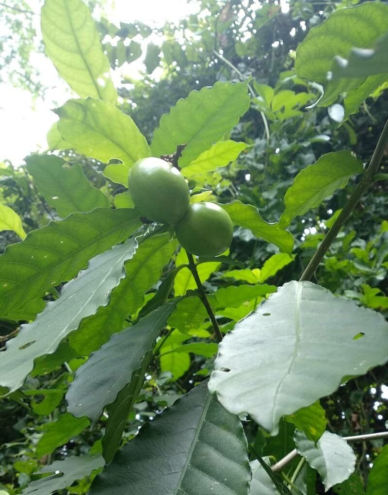 Tabernaemontana crassa fruit