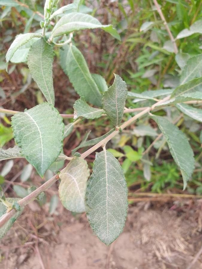 Salix x reichardtii leaf