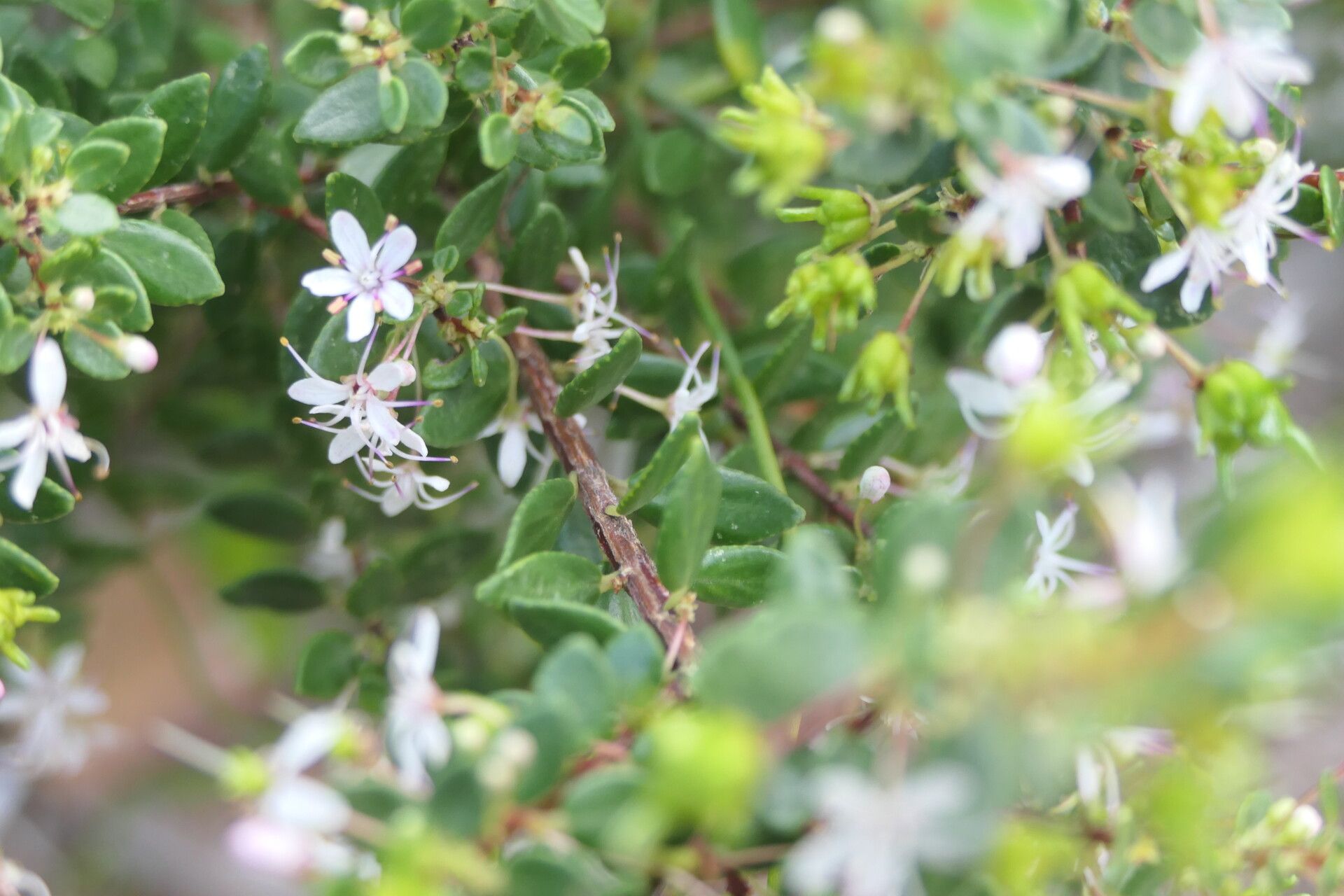 Agathosma ovata bark