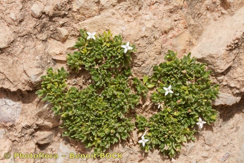 Plocama brevifolia habit