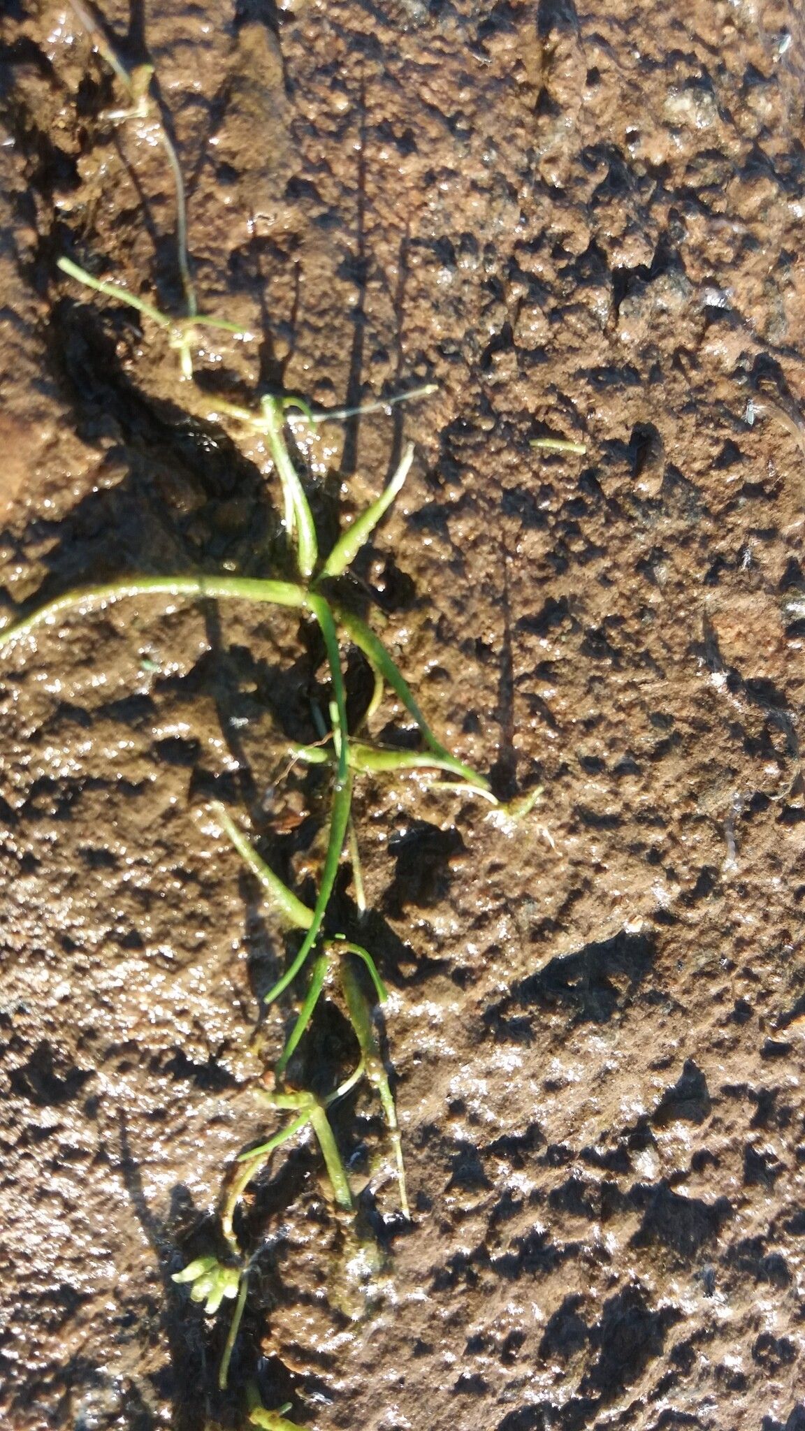 Isoetes welwitschii — search result for 'Isoetes'