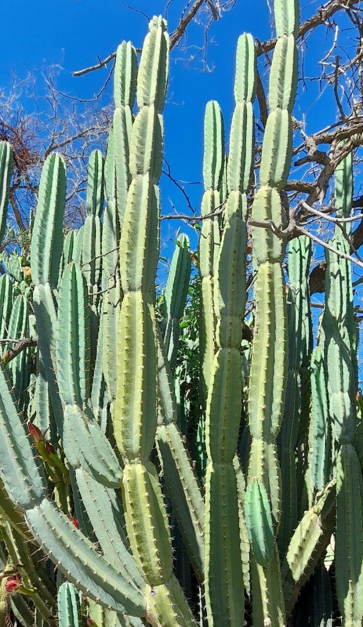 Cereus hankeanus habit