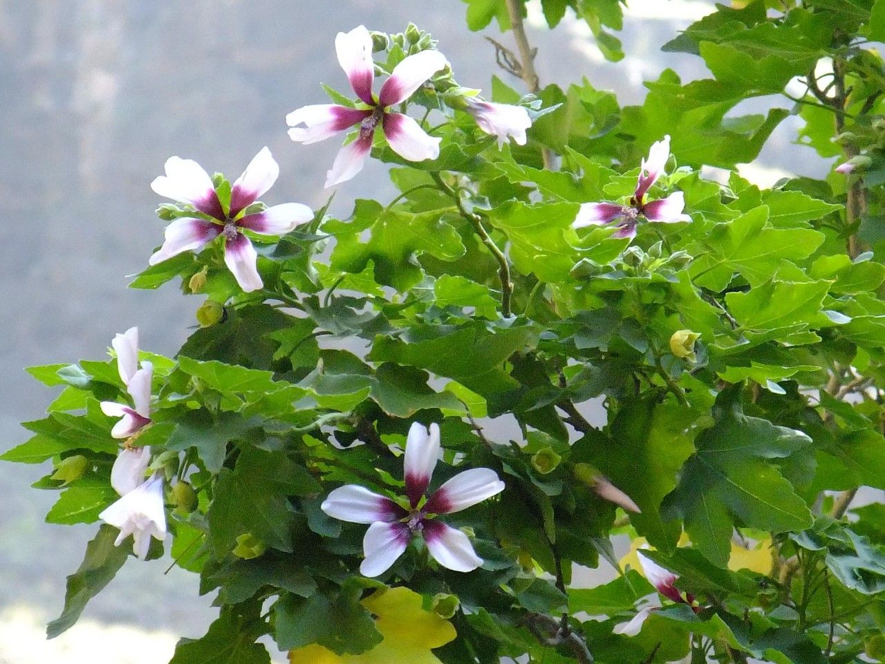 Malva phoenicea habit