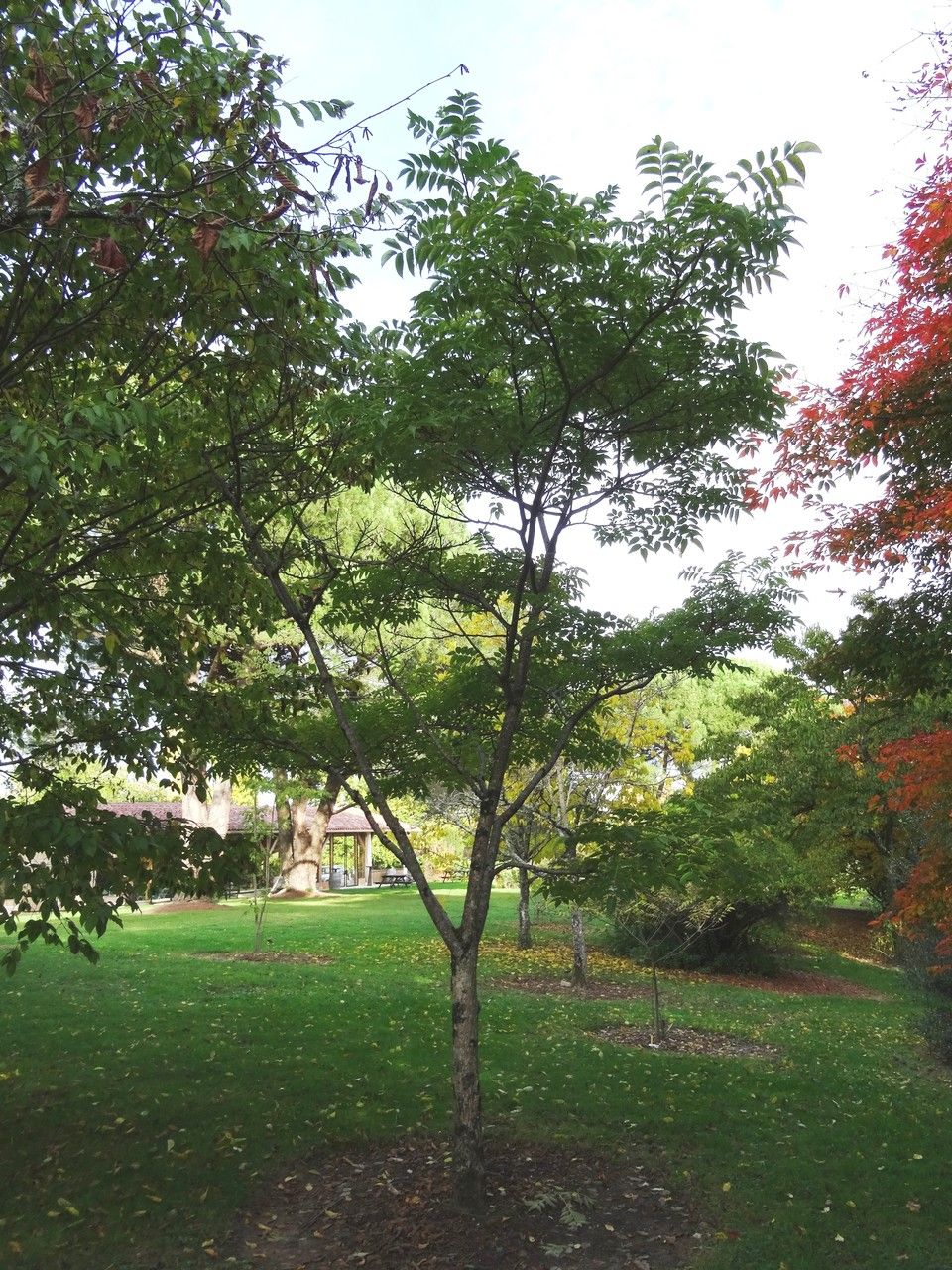 Phellodendron lavallei habit