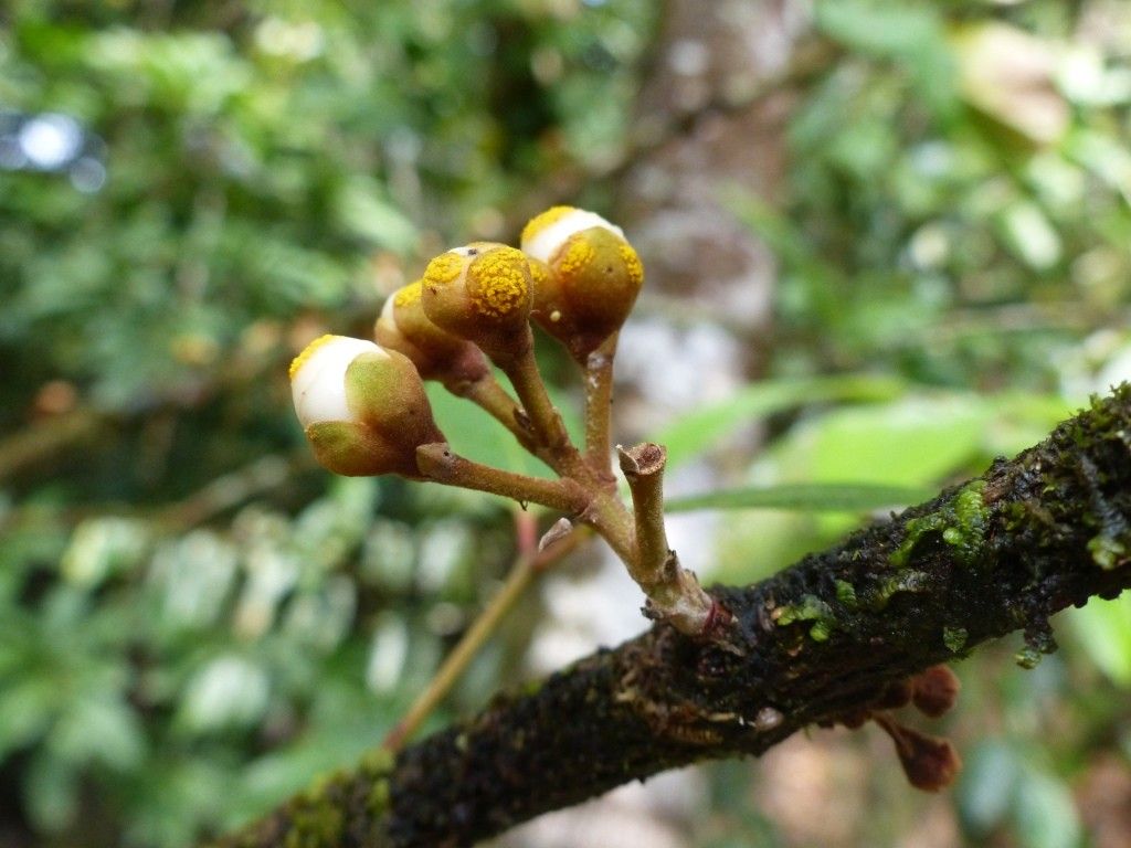 Eugenia tiwakaensis fruit