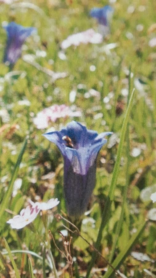 Gentiana clusii fruit