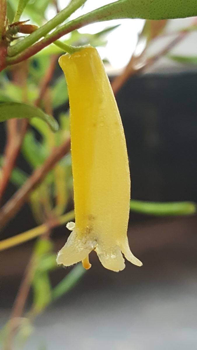 Rhododendron meliphagidum — houseplant care guide