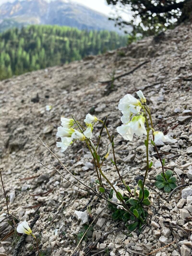 Arabis stellulata — houseplant care guide