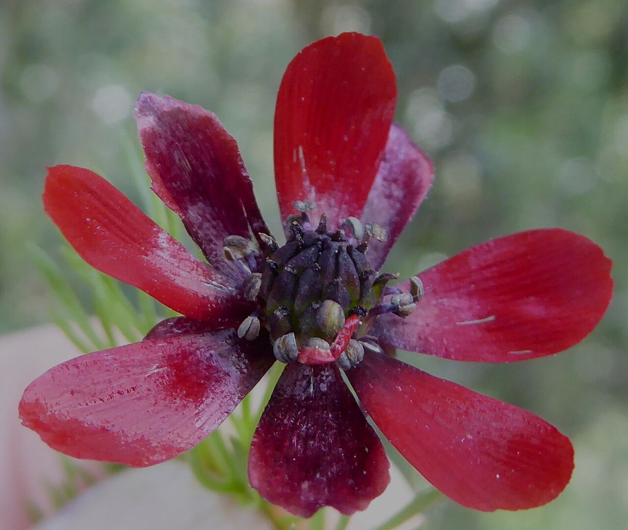 Adonis annua flower