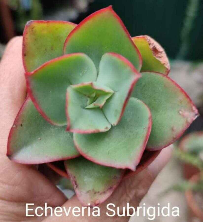 Echeveria subrigida — search result for 'Echeveria'