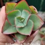 Echeveria subrigida