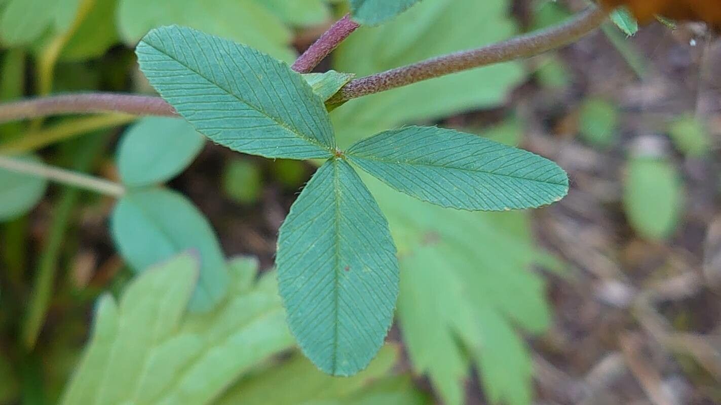Trifolium badium — search result for 'Trifolium'