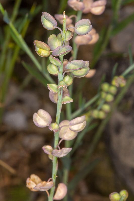 Aethionema saxatile fruit