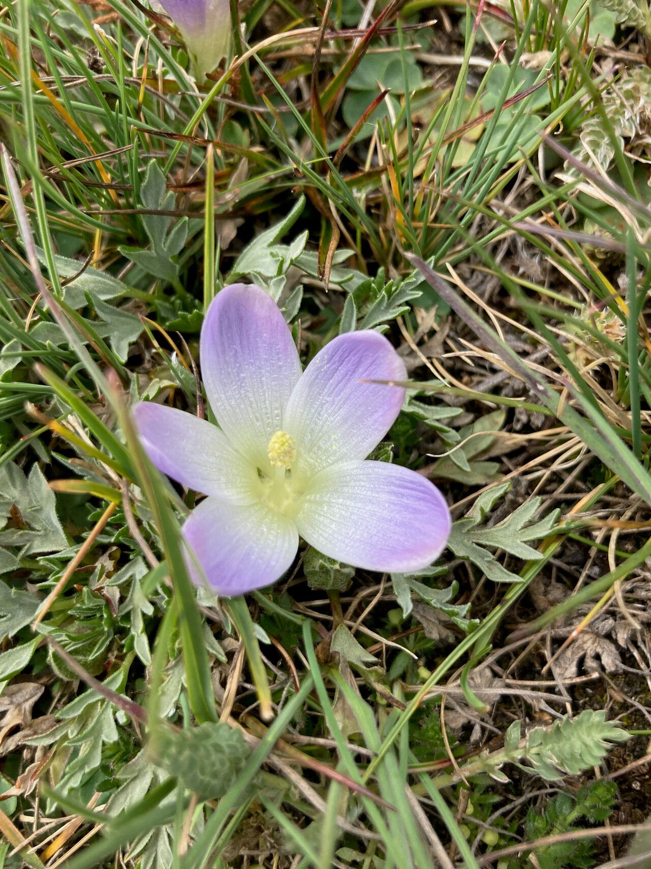 Nototriche pinnata flower