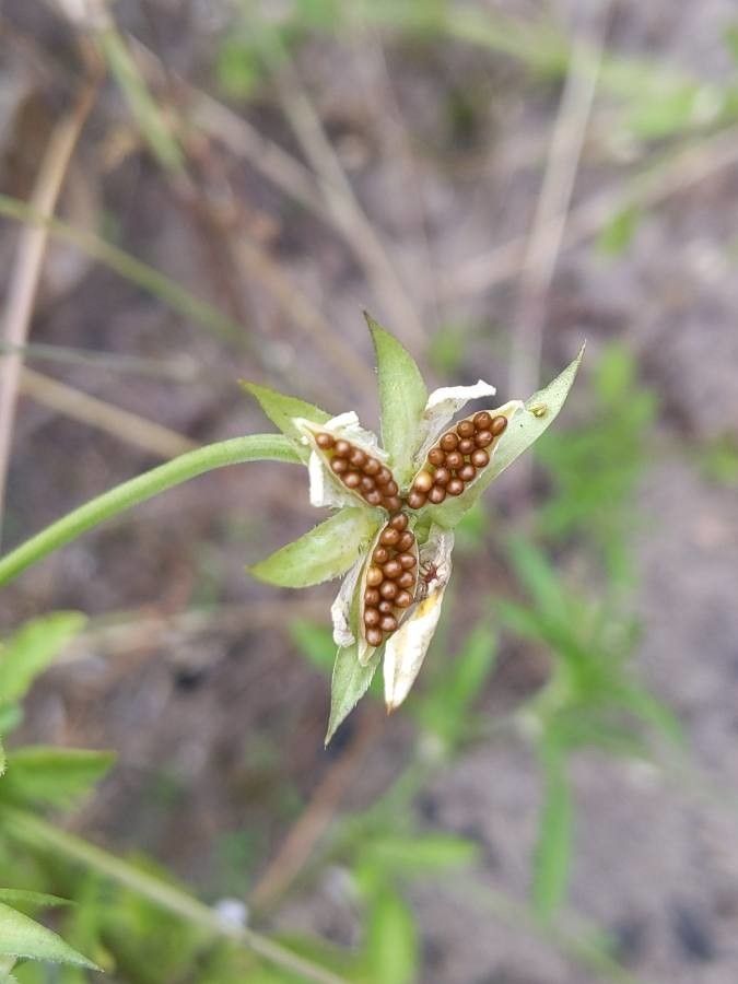 Viola arvensis fruit