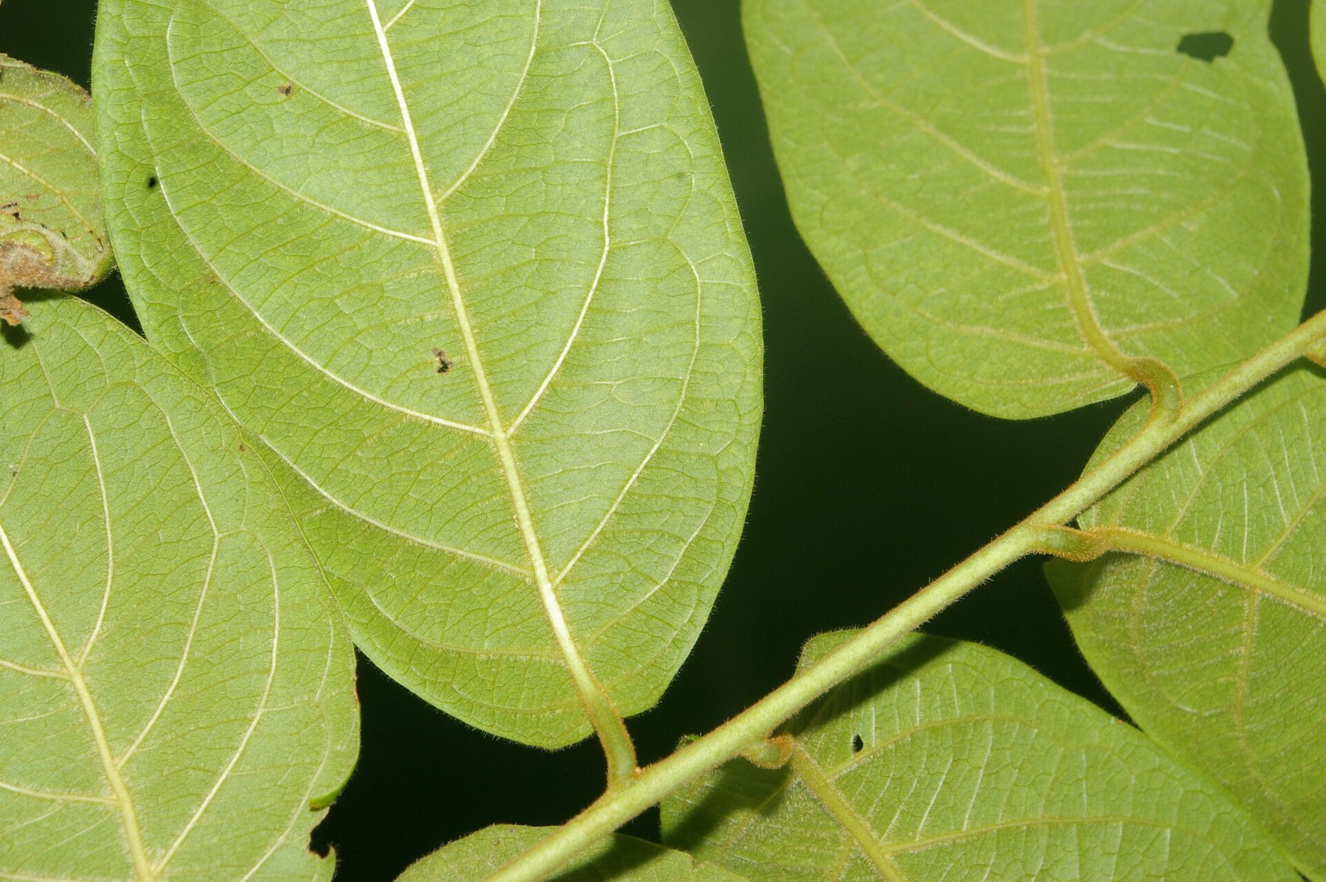 Combretum decandrum leaf