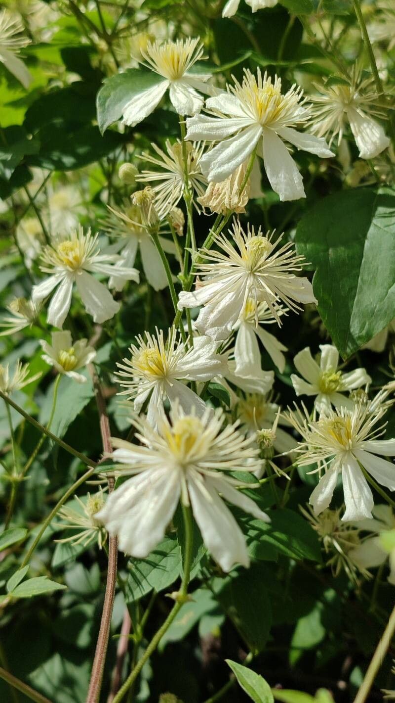 Clematis potaninii flower